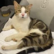 Buddy and LillyAnn (Bonded Pair)