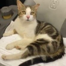 Enlarge Buddy and LillyAnn (Bonded Pair), a Adoptable Domestic Short Hair in Vine Grove, KY image 4/4