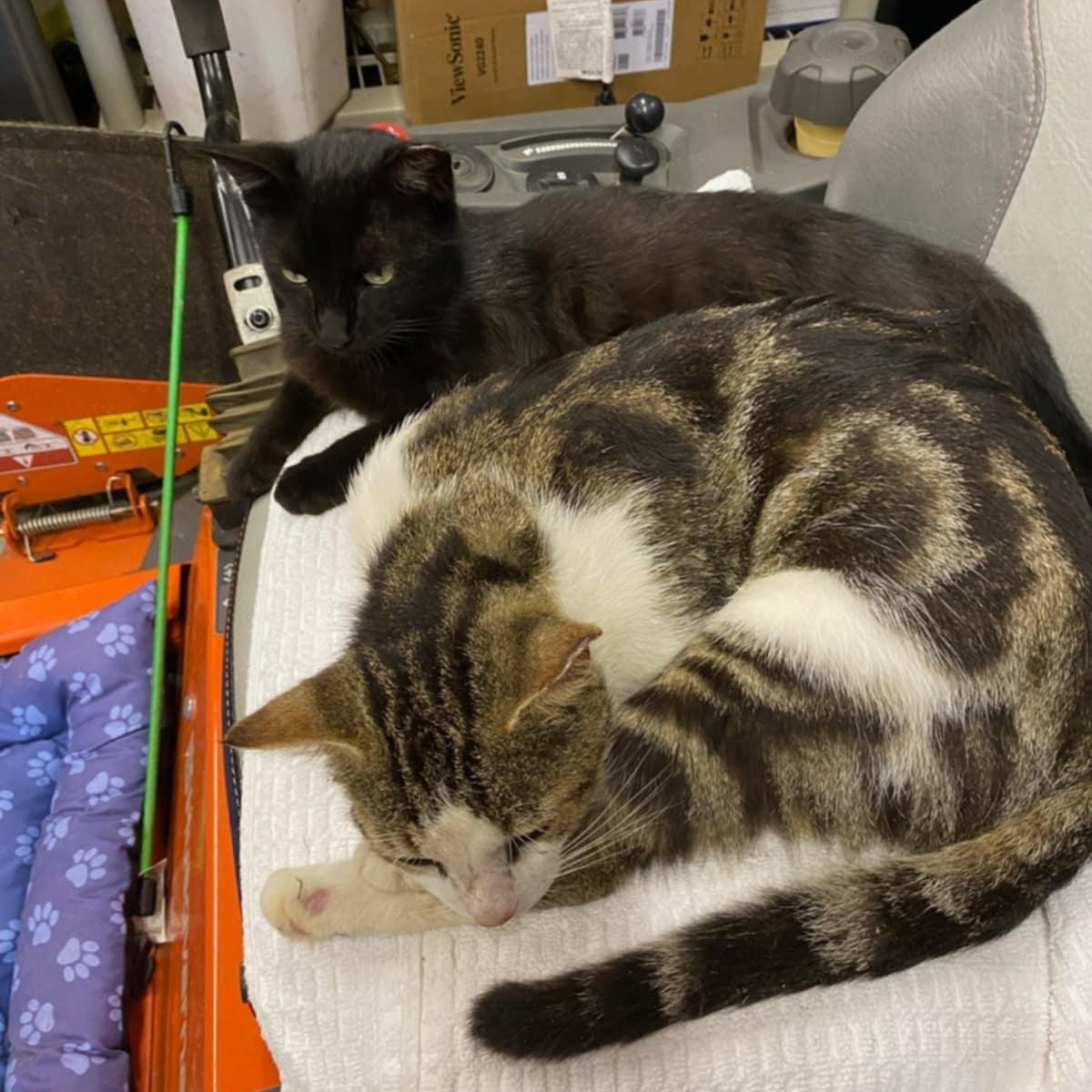 Enlarge Buddy and LillyAnn (Bonded Pair), a Adoptable Domestic Short Hair in Vine Grove, KY image 2/4