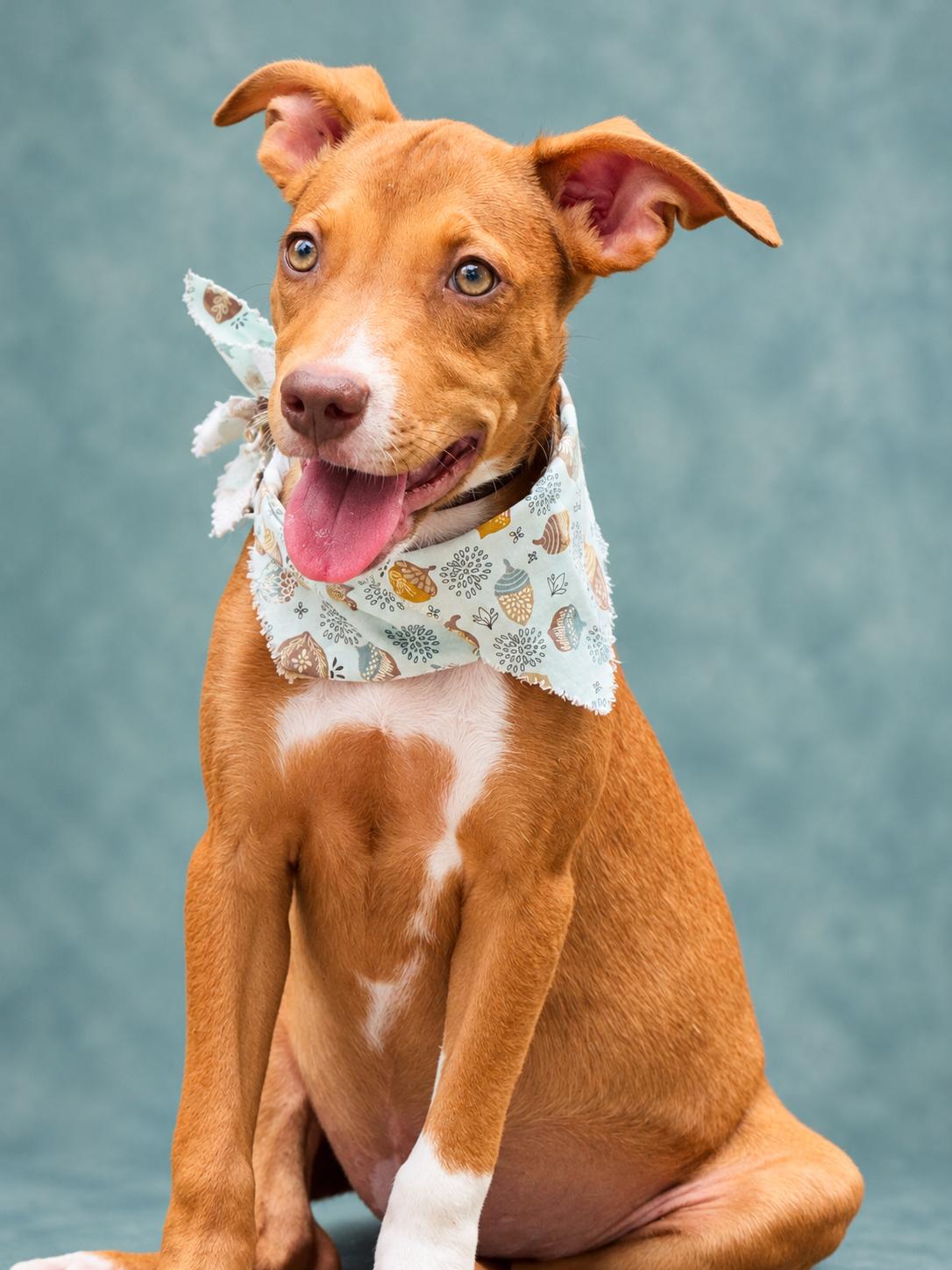 Enlarge Alice, a Adoptable mixed breed in Jacksonville, FL image 2/4