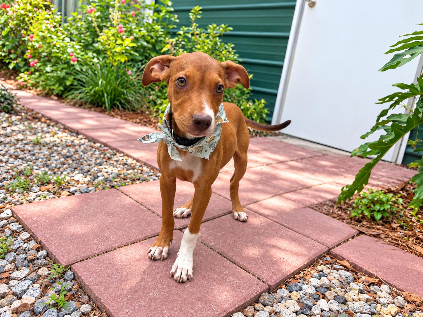 Enlarge Alice, a Adoptable mixed breed in Jacksonville, FL image 1/4