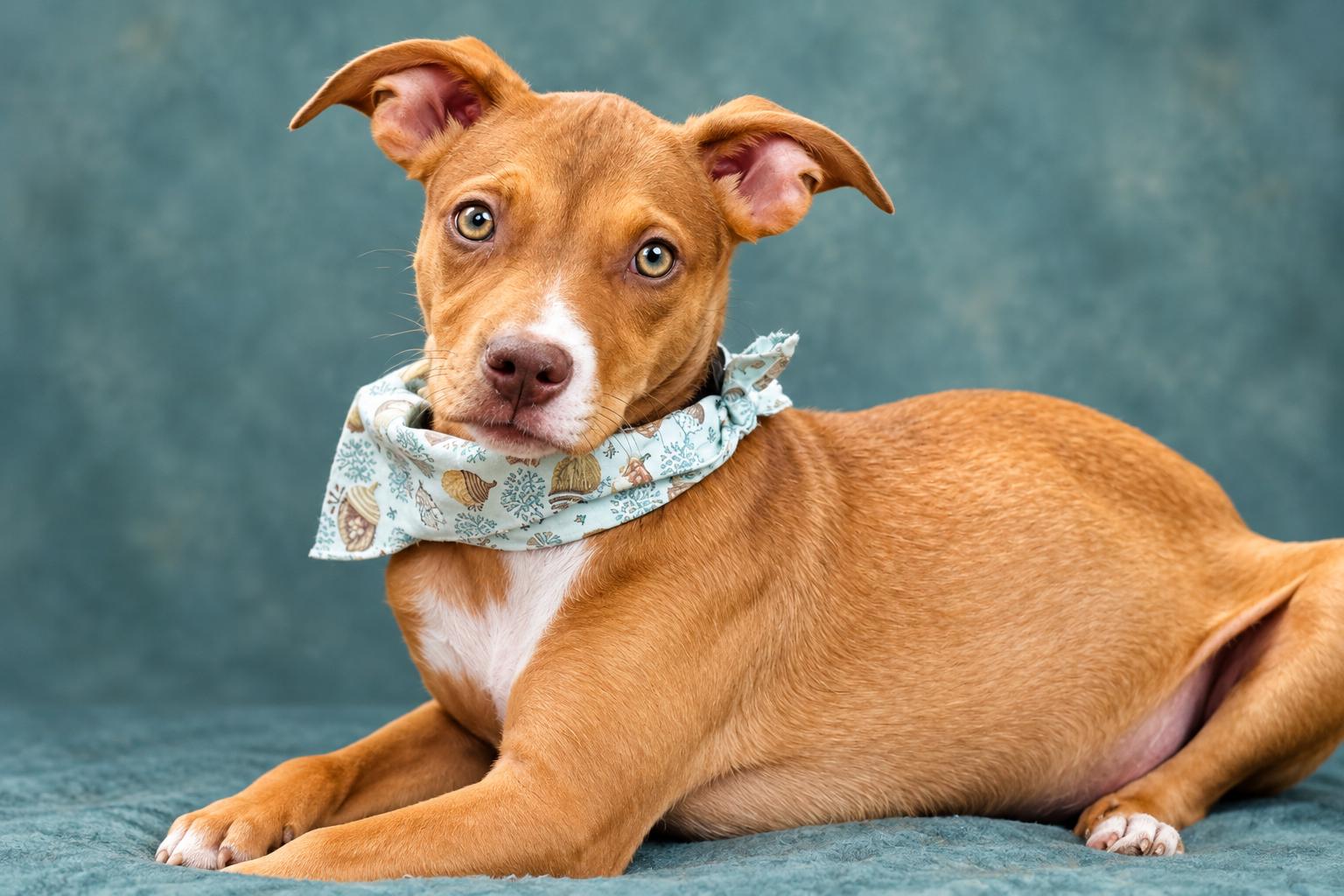 Enlarge Alice, a Adoptable mixed breed in Jacksonville, FL image 4/4