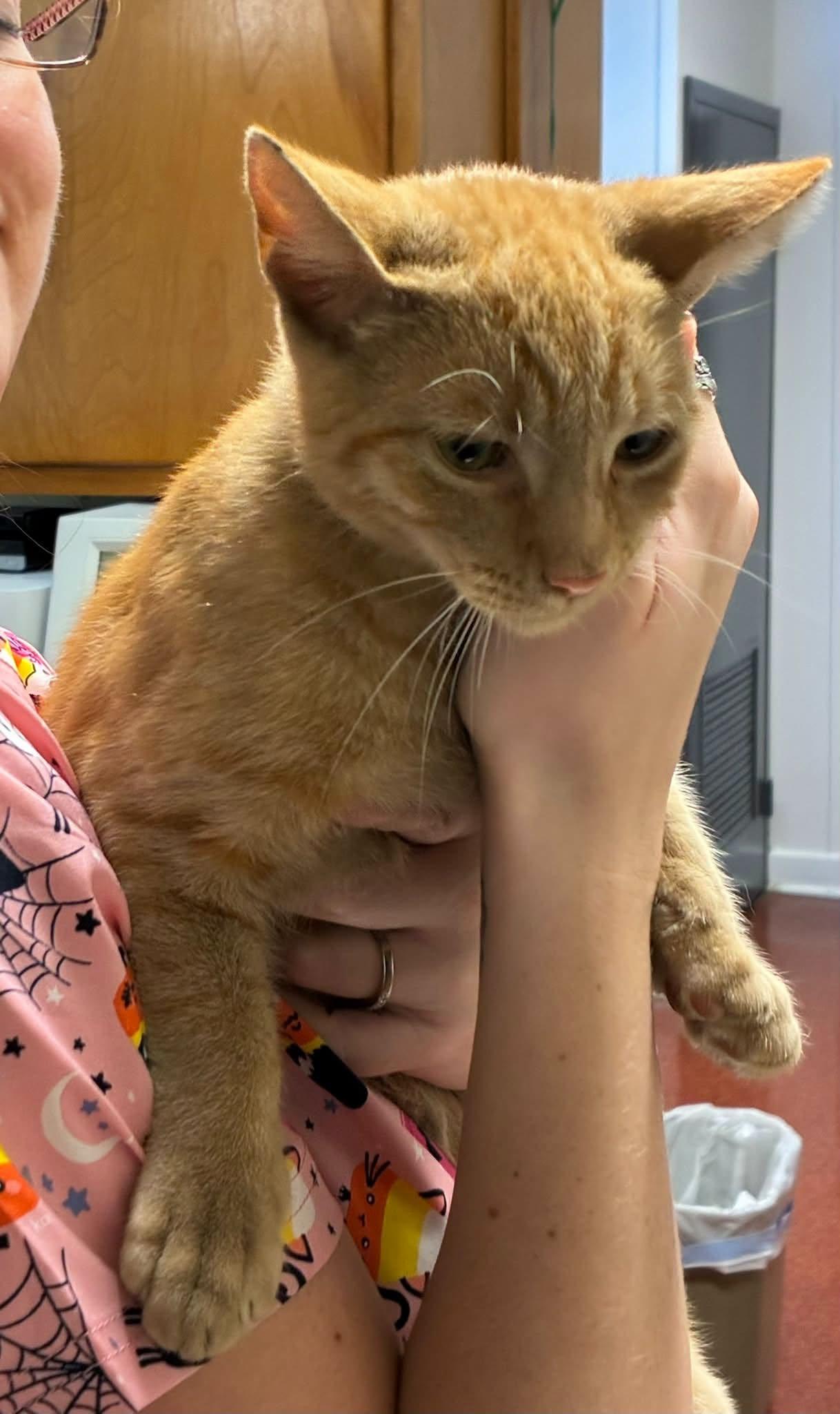 Redd, Adoptable, Young Male Domestic Short Hair.