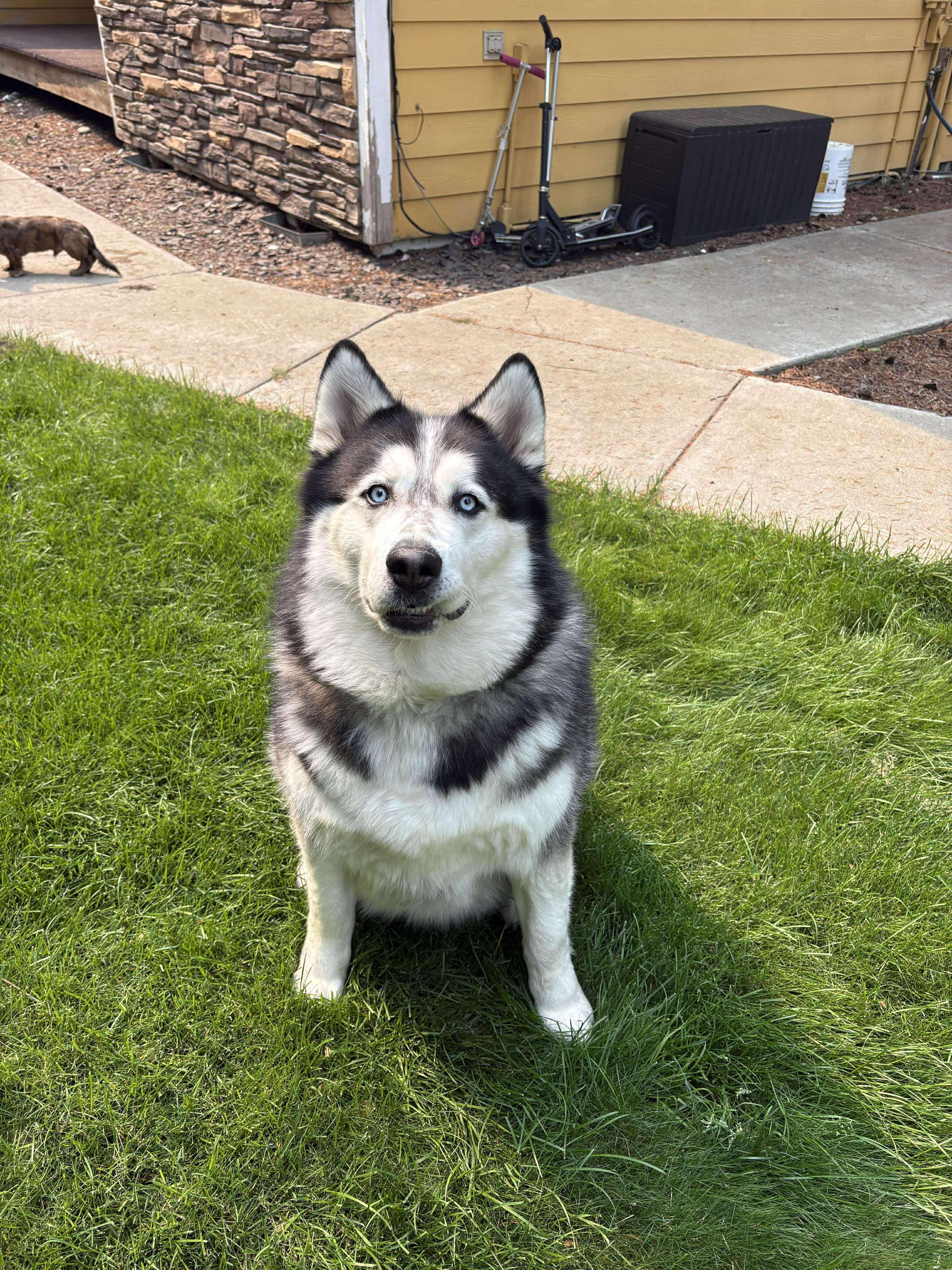 Po, Adoptable, Adult Male Alaskan Malamute & Husky.