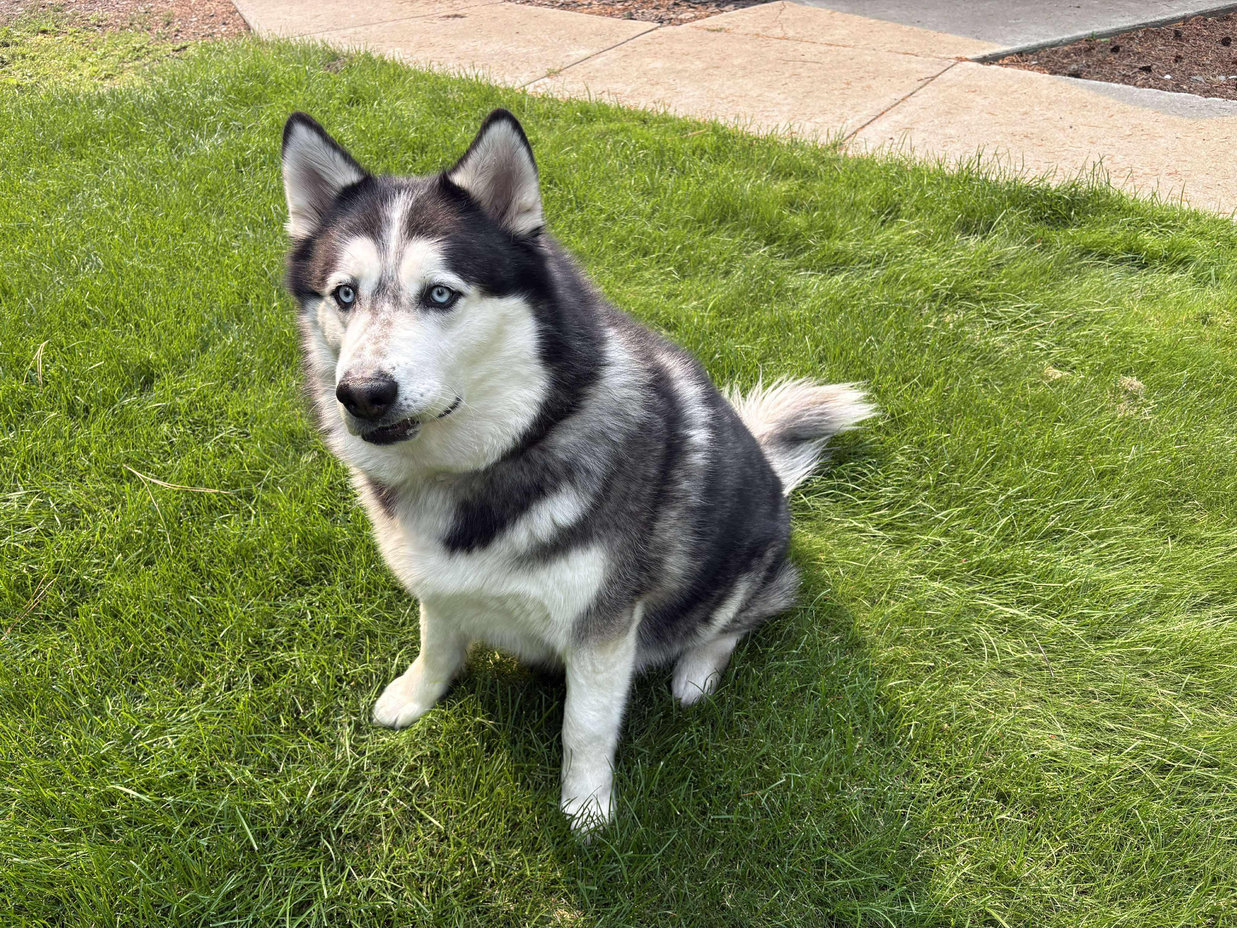 Po, a Adoptable mixed breed in Roslyn, WA image 3/3
