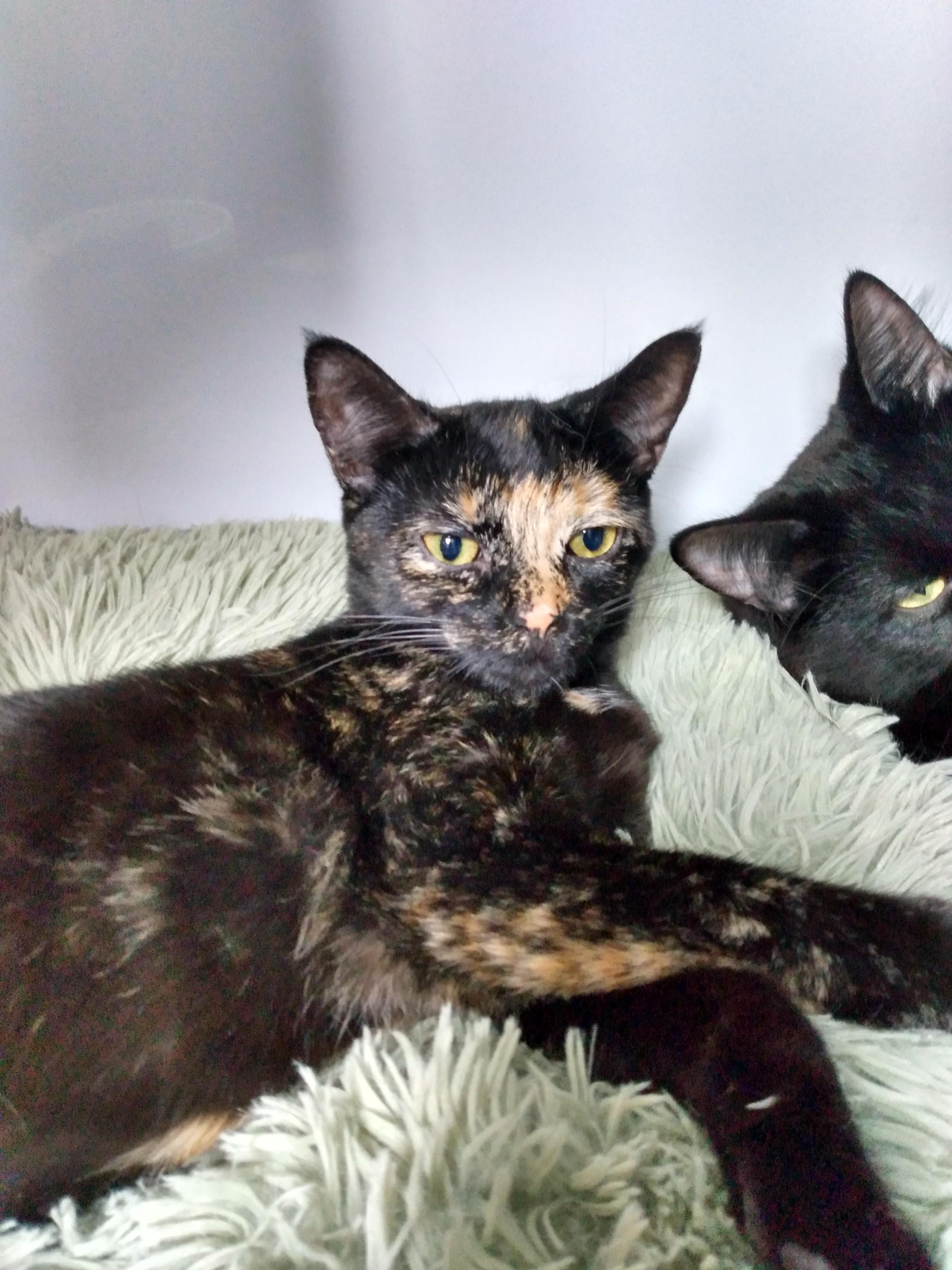 Enlarge Betty, a Adoptable Tortoiseshell in Manchester, MI image 1/2
