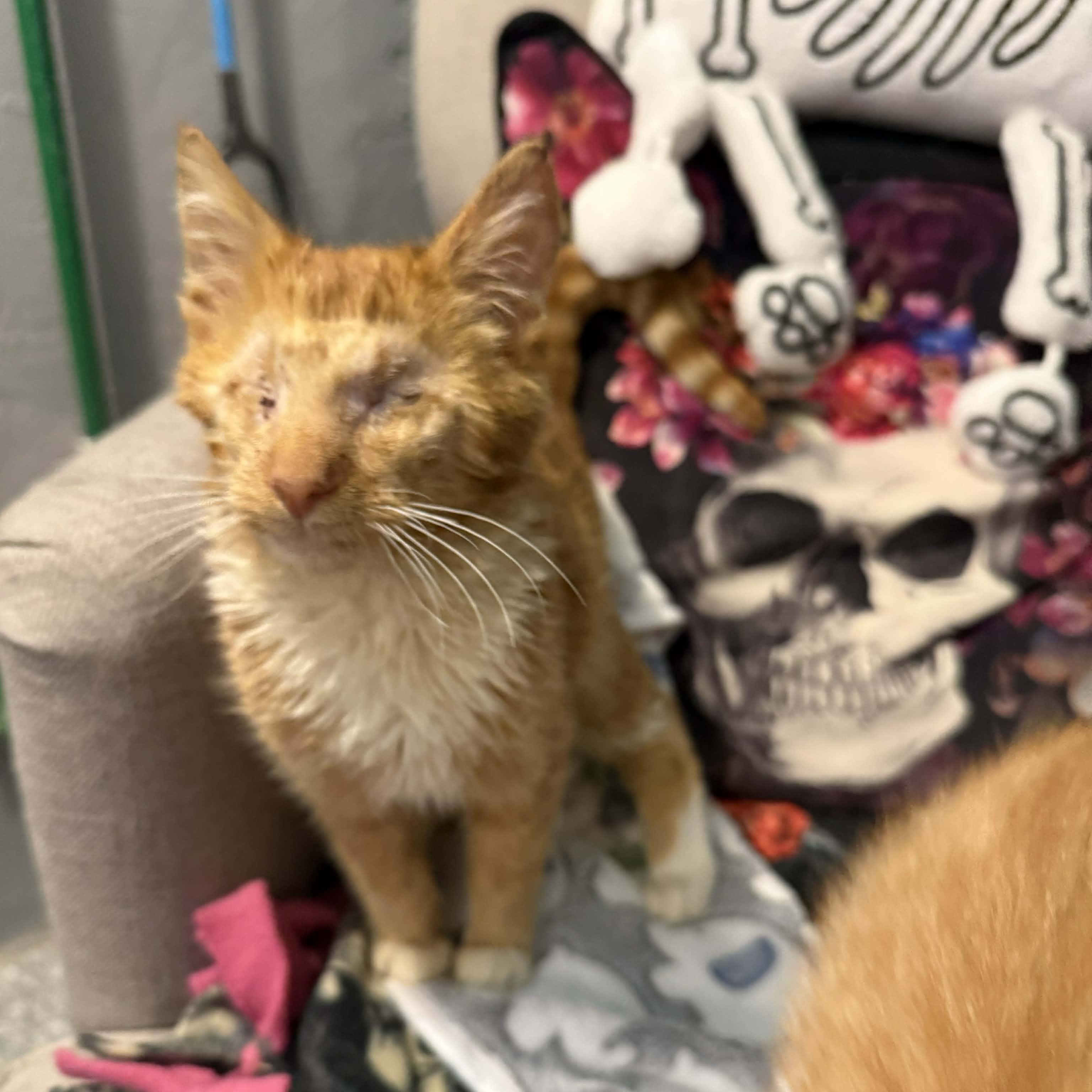 Cinnamon Twist, ADOPTABLE, Kitten Male Tabby & Domestic Short Hair.