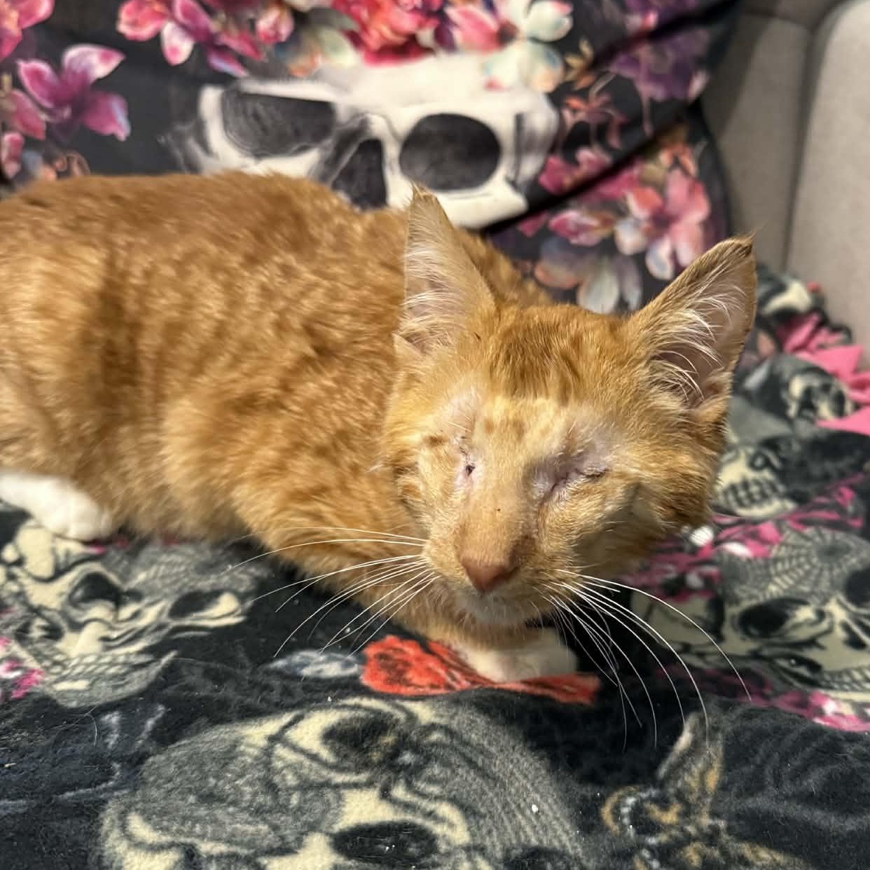 Enlarge Cinnamon Twist, a ADOPTABLE mixed breed in Antioch, CA image 3/4