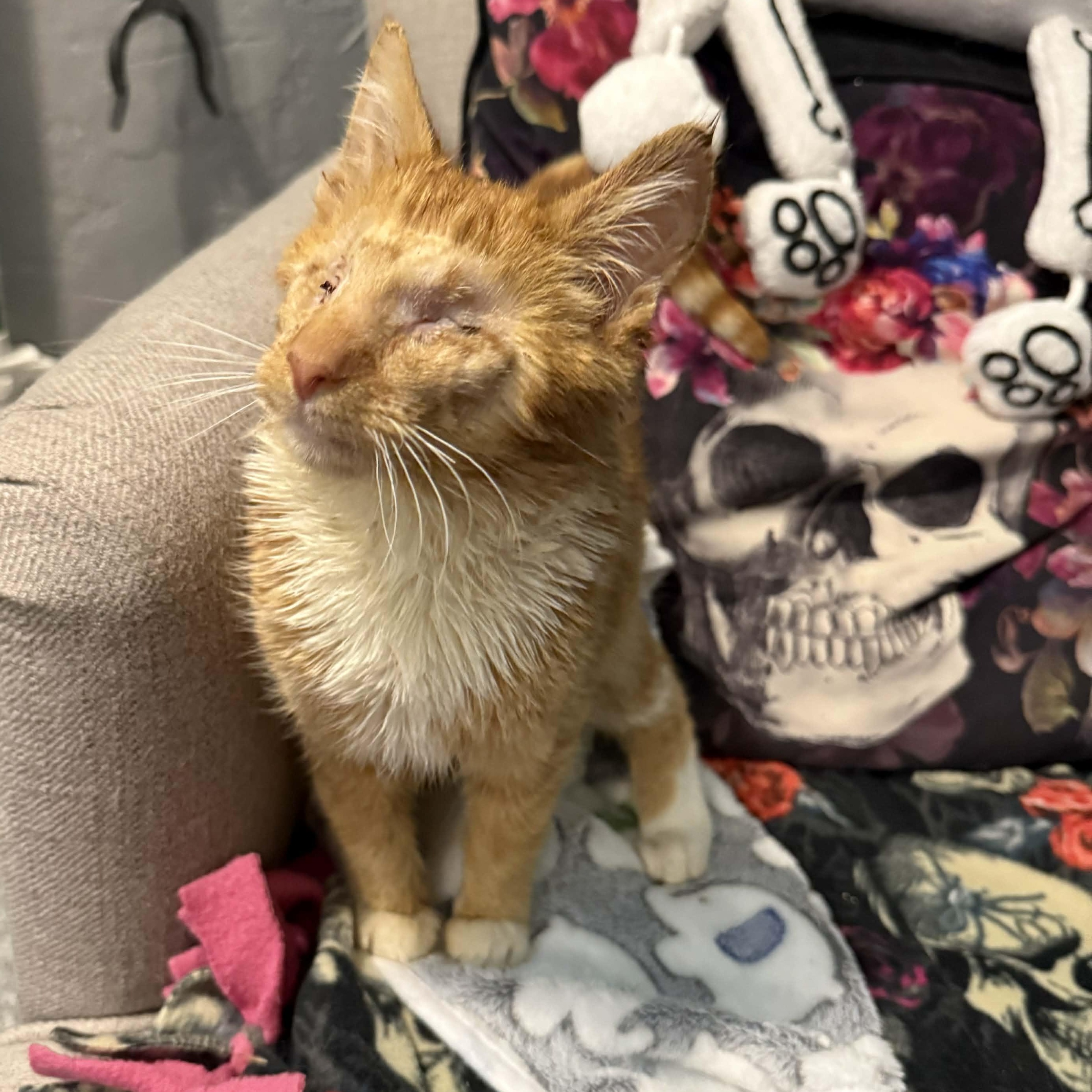 Enlarge Cinnamon Twist, a ADOPTABLE mixed breed in Antioch, CA image 2/4