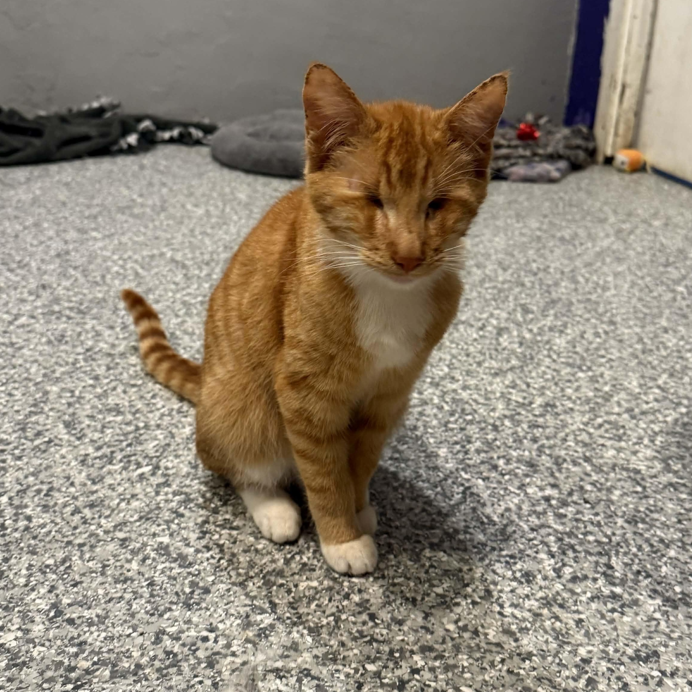 Enlarge Cinnamon Twist, a ADOPTABLE mixed breed in Antioch, CA image 4/4