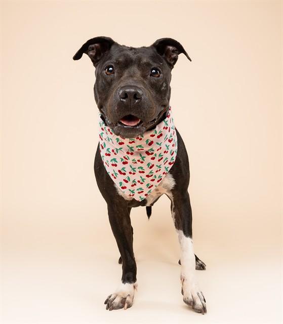 TONYA, Adoptable, Adult Female American Staffordshire Terrier & Mixed Breed.