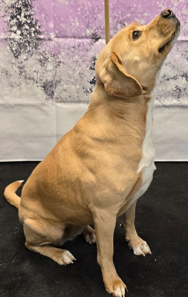 Hollie, Adoptable, Adult Female Labrador Retriever & Mixed Breed.
