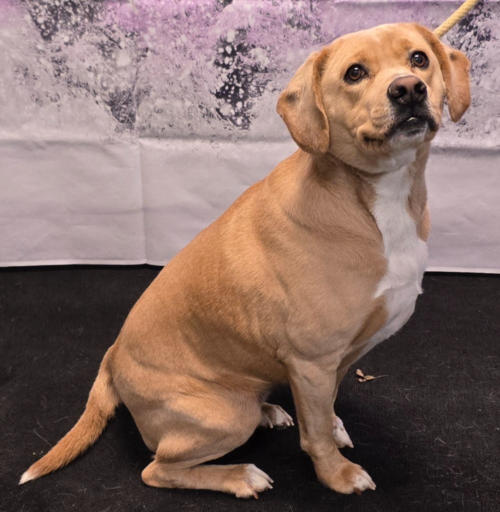 Hollie, a Adoptable mixed breed in Murphysboro, IL image 2/2