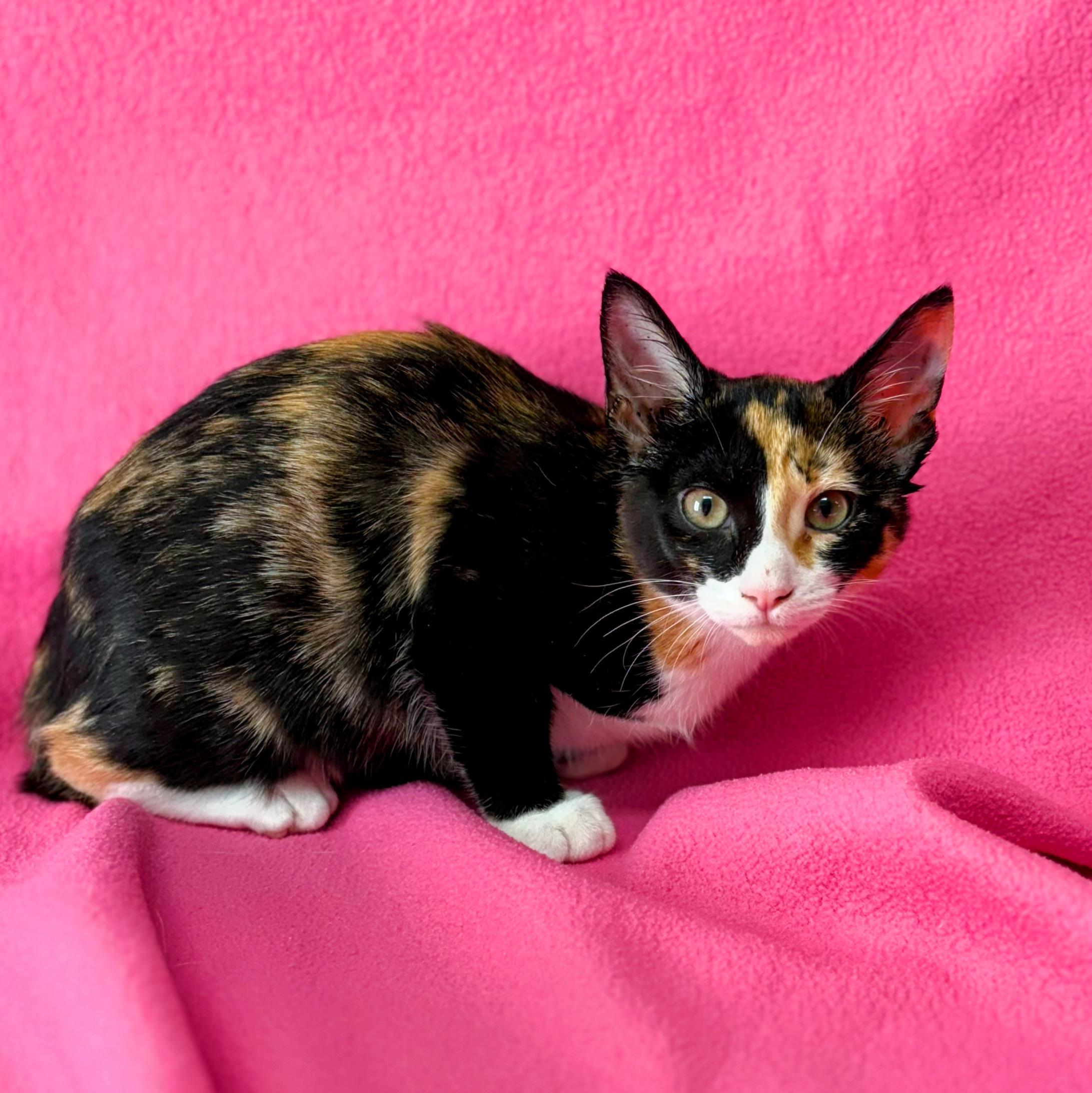 Enlarge Annie, an adopted Domestic Short Hair in Valdosta, GA image 1/1