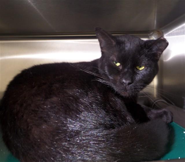 TNR-9, Adoptable, Young Male Domestic Short Hair.