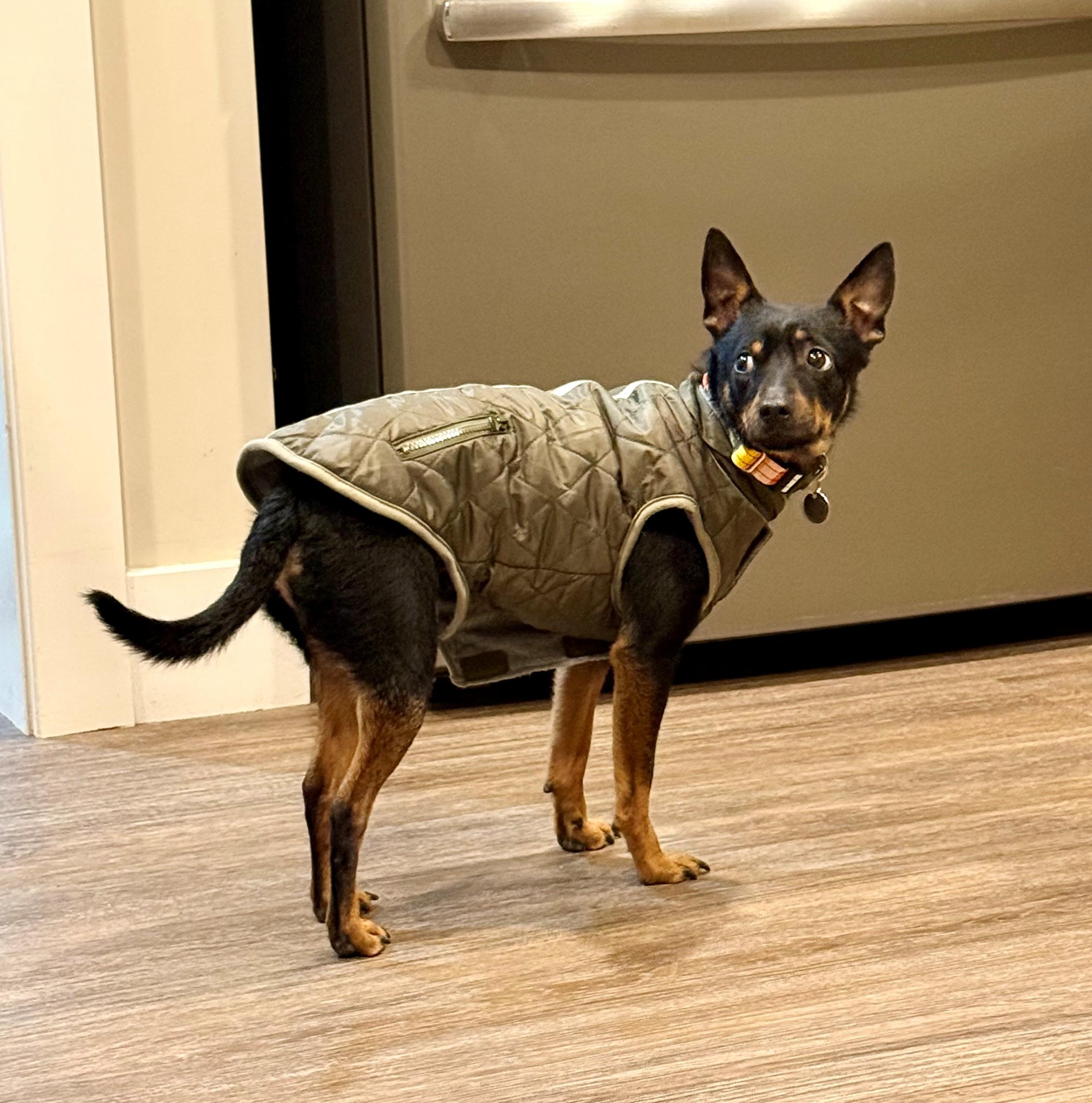 Kane, ADOPTABLE, Young Male Miniature Pinscher.