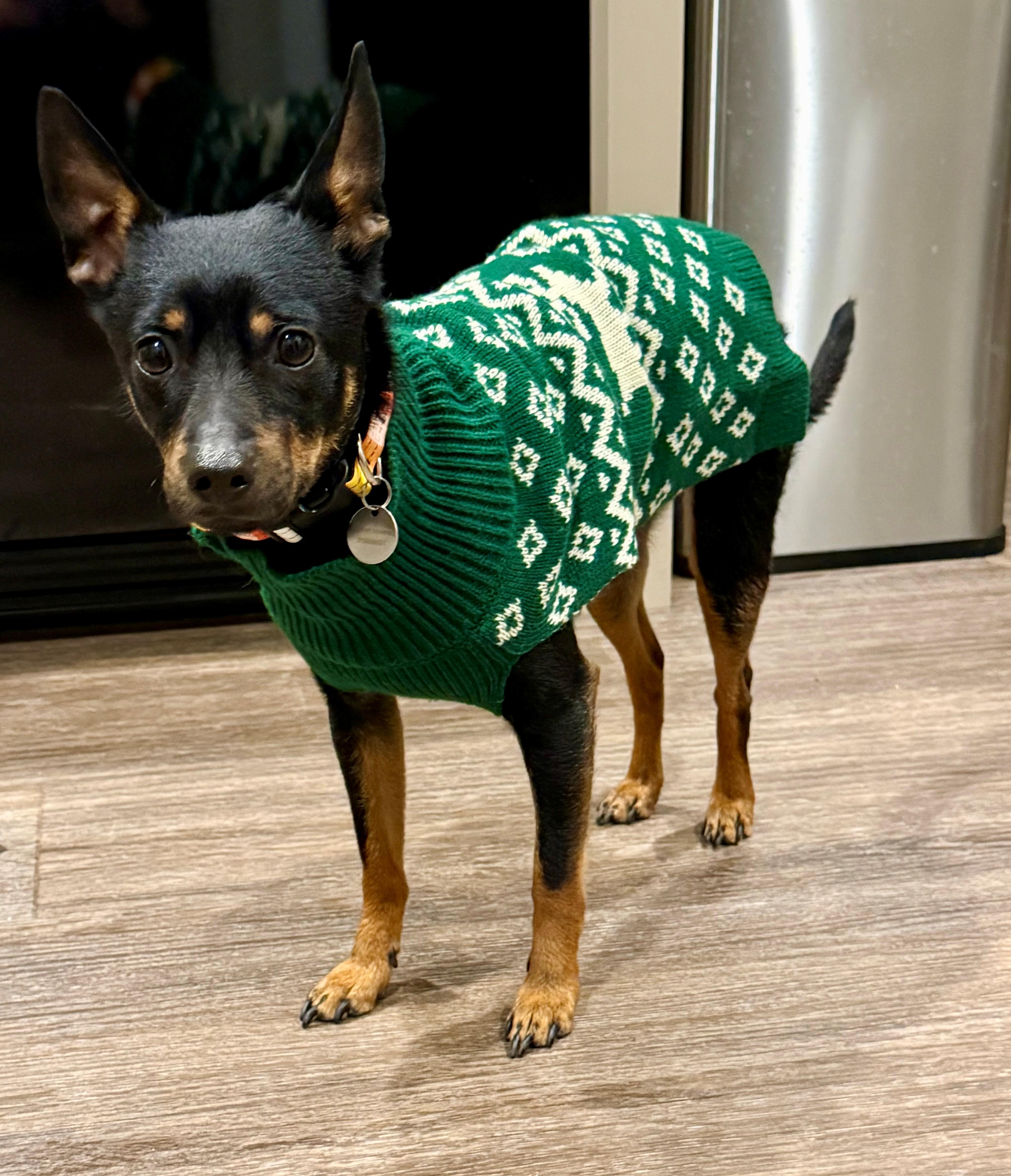 Enlarge Kane, a ADOPTABLE mixed breed in Mechanicsburg, PA image 2/5