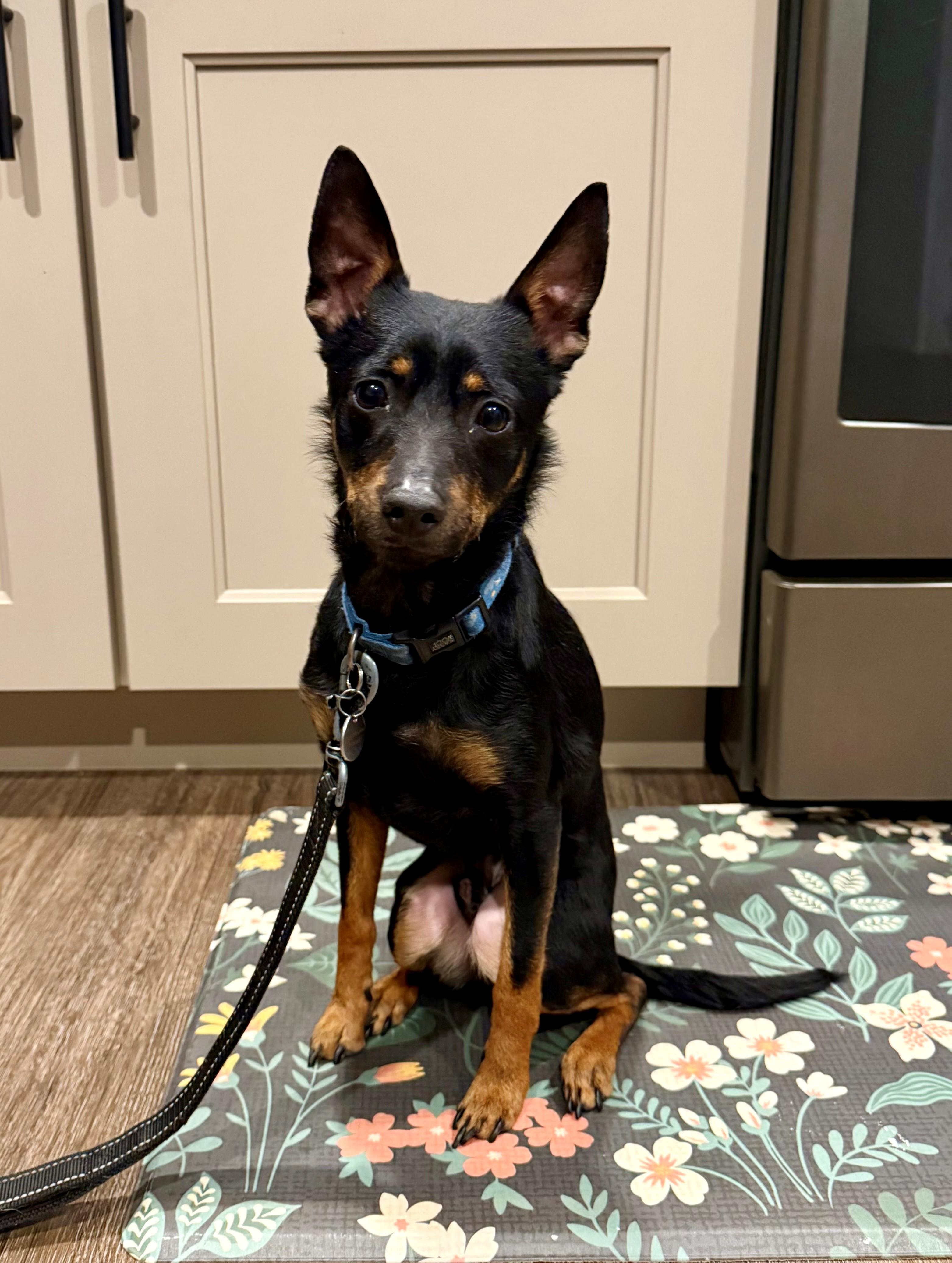 Enlarge Kane, a ADOPTABLE mixed breed in Mechanicsburg, PA image 4/5