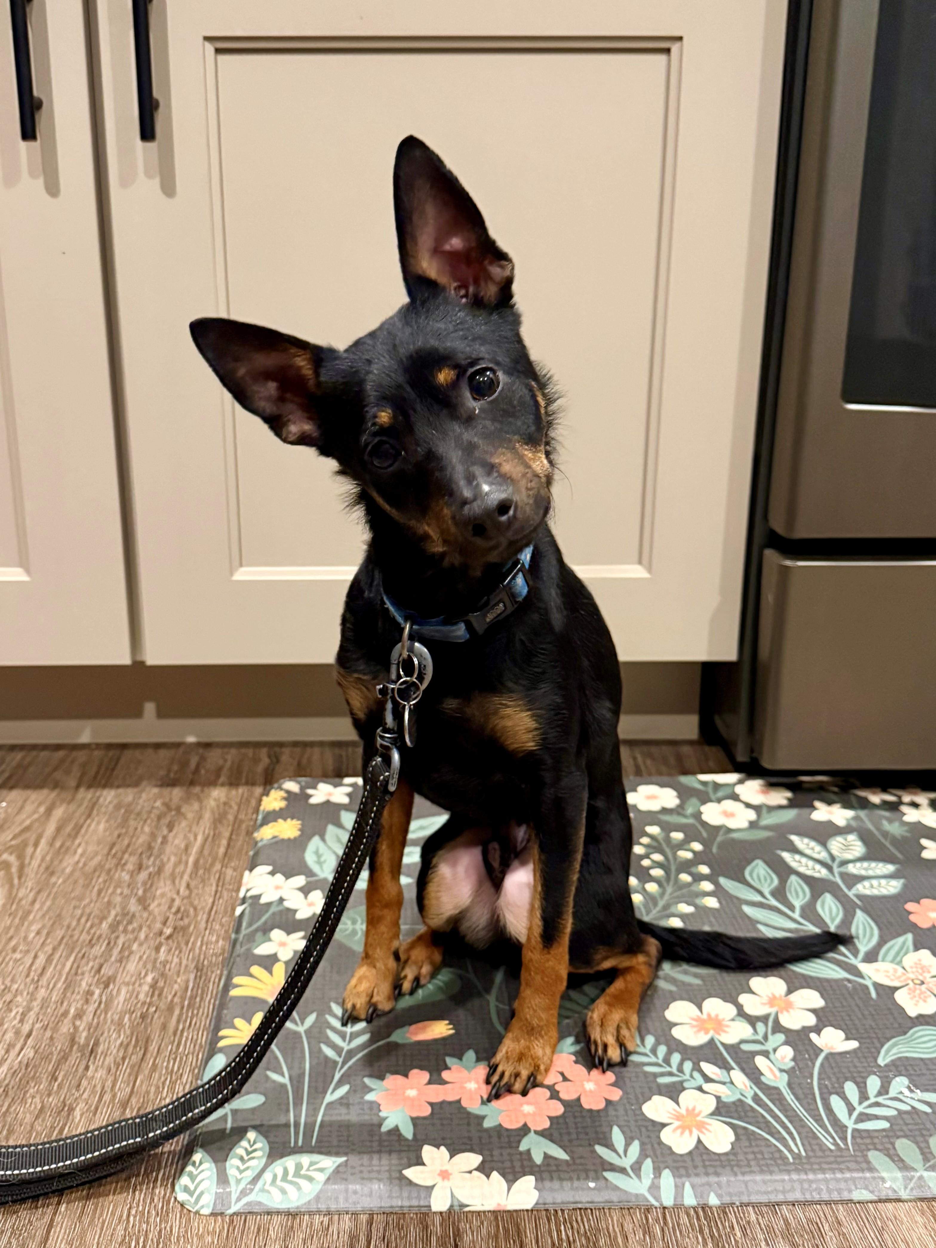 Enlarge Kane, a ADOPTABLE mixed breed in Mechanicsburg, PA image 5/5