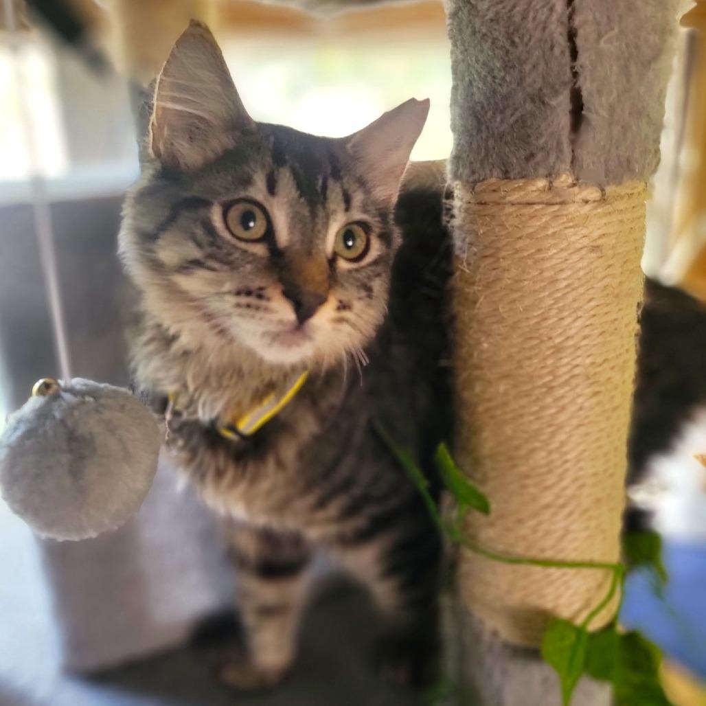 Cougar, Adoptable, Kitten Male Domestic Medium Hair.