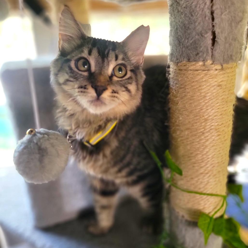 Enlarge Cougar, a Adoptable Domestic Medium Hair in Washoe Valley, NV image 2/2