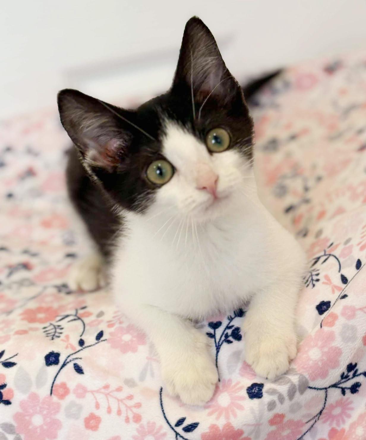 Our fosters are have so many kittens are now big enough to be adopted They are anywhere from 8 to