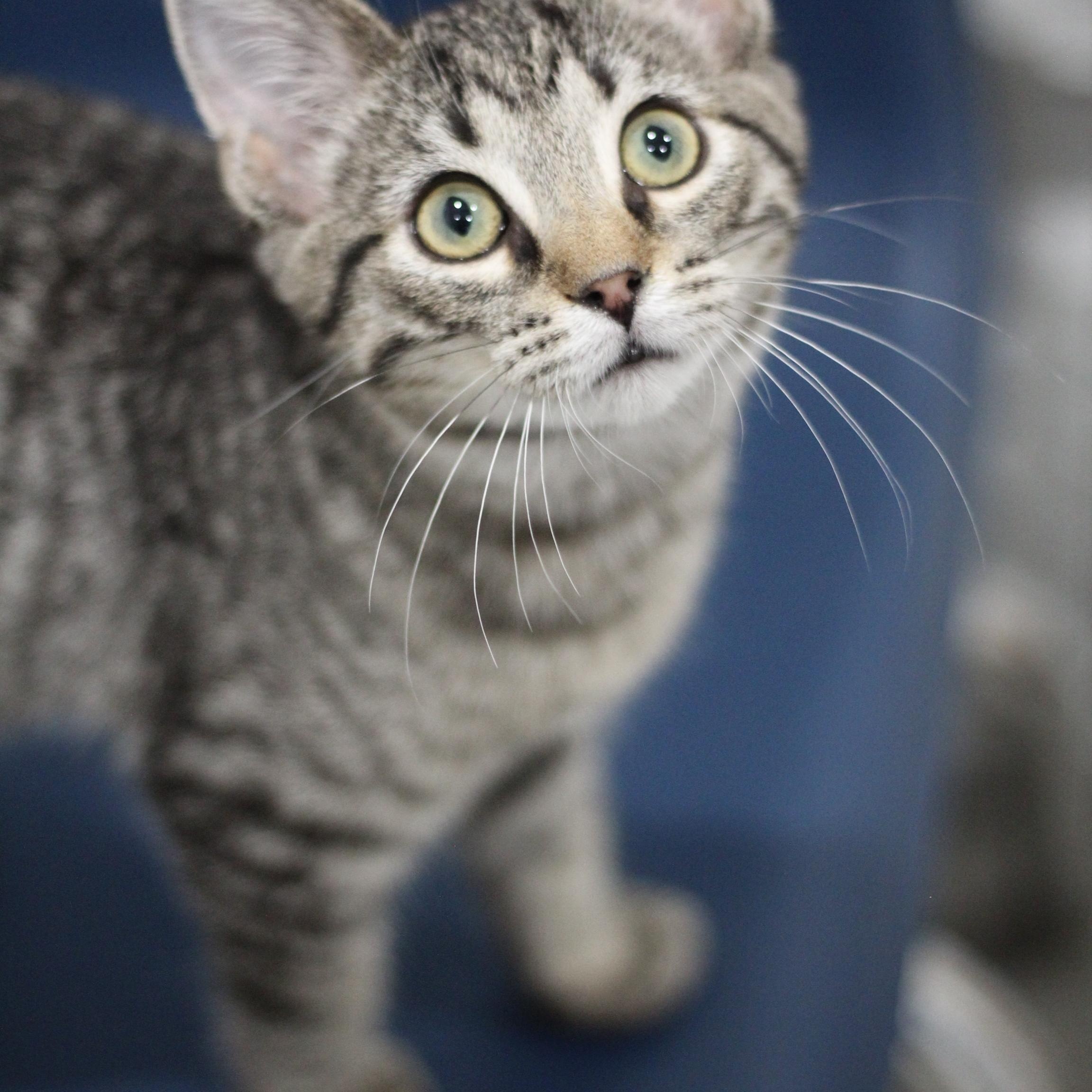Enlarge Tempura, an adopted Domestic Short Hair in Ottumwa, IA image 1/1