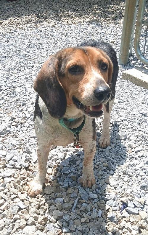 SHOESHINE, ADOPTABLE, Adult Male Beagle.
