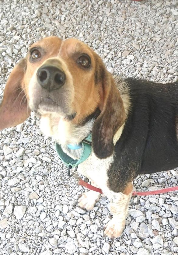 Enlarge SHOESHINE, a ADOPTABLE Beagle in Pegram, TN image 2/2