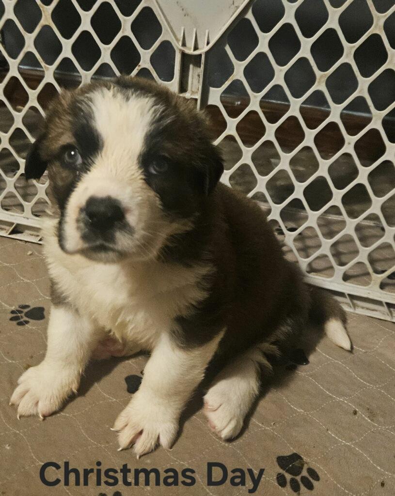Enlarge Christmas Day, a ADOPTABLE Saint Bernard in Hindsboro, IL image 1/2