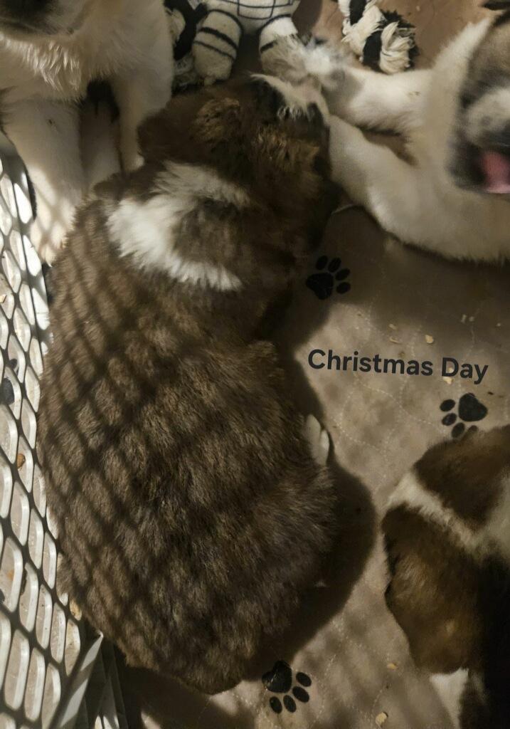 Enlarge Christmas Day, a ADOPTABLE Saint Bernard in Hindsboro, IL image 2/2