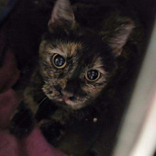 Celine, Adoptable, Young Female Domestic Short Hair.
