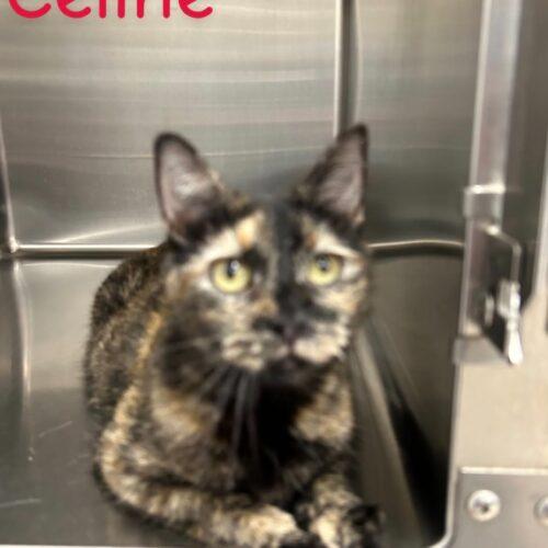 Enlarge Celine, a Adoptable Domestic Short Hair in Burlington, IA image 2/2