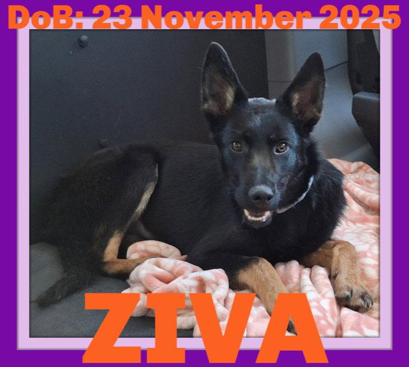 ZIVA, Adoptable, Young Female German Shepherd Dog.