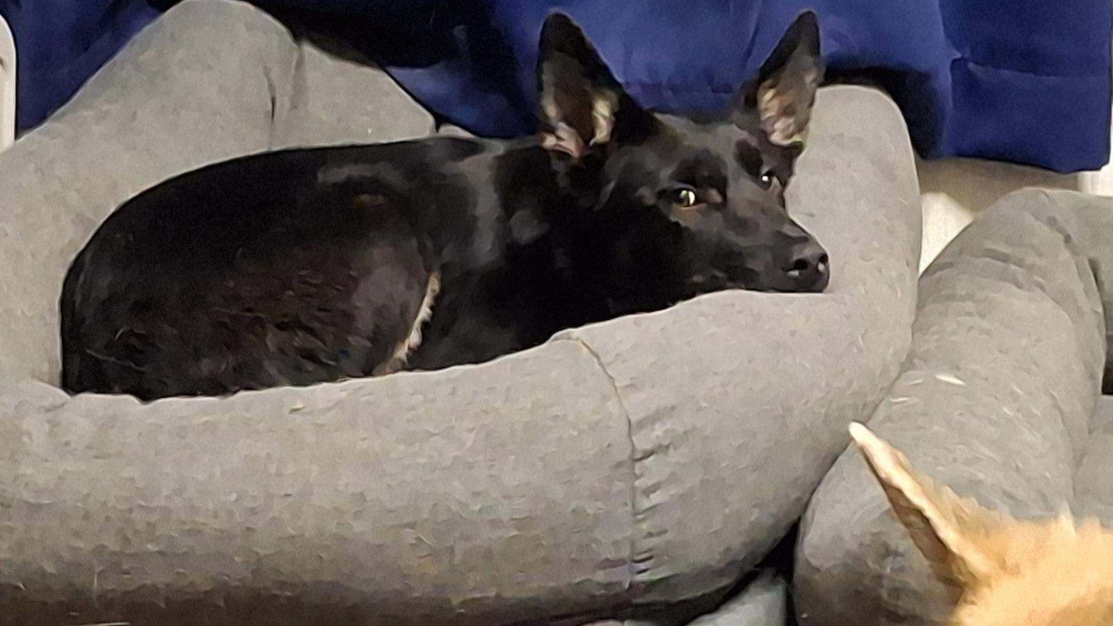ZIVA, a Adoptable German Shepherd Dog in Sebec, ME image 2/3
