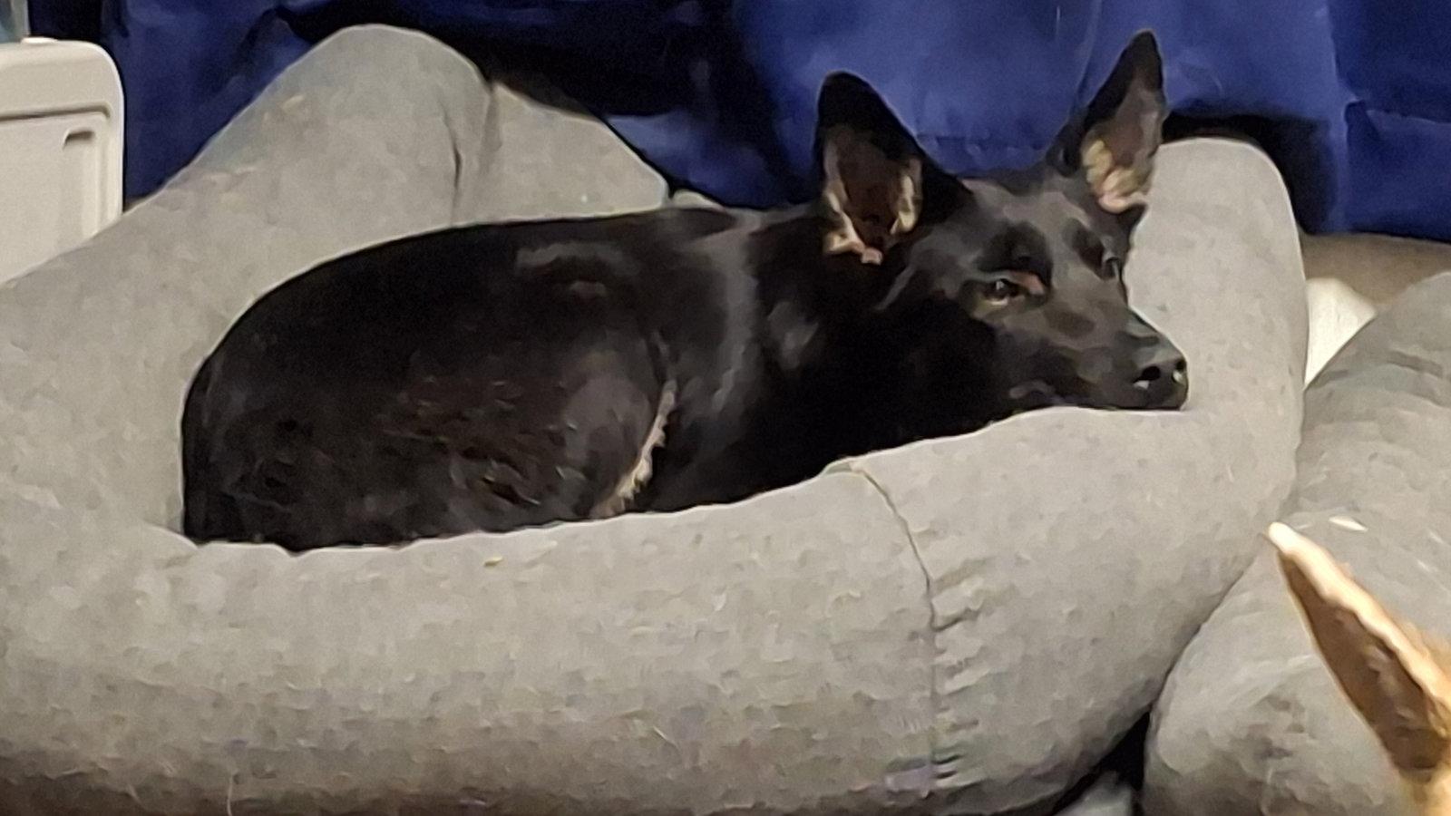 ZIVA, a Adoptable German Shepherd Dog in Sebec, ME image 3/3
