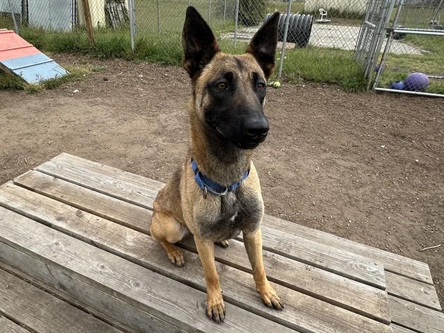 SPARROW, Adoptable, Young Female Belgian Shepherd / Malinois.