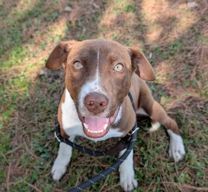 26-144 Rye, Adoptable, Young Male Retriever & Mixed Breed.