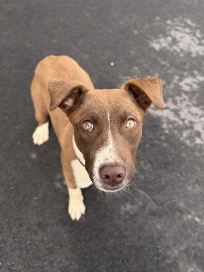 26-144 Rye, a Adoptable mixed breed in Barnesville, GA image 2/2