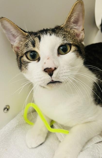 Smudge (Pounce Cat Cafe), Adoptable, Kitten Male Domestic Short Hair & Domestic Short Hair.