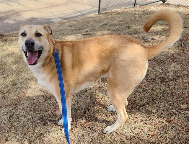 PETUNIA, Adoptable, Adult Female German Shepherd Dog & Mixed Breed.