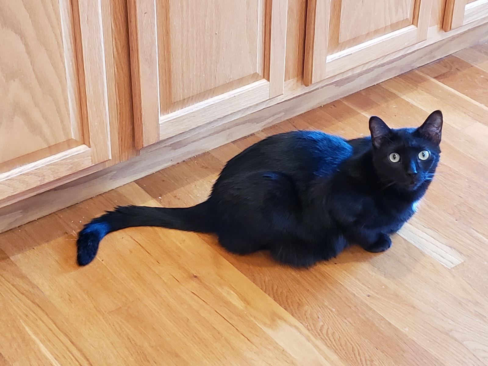 Lemon Meringue Pie, a Adoptable Domestic Short Hair image 1/3