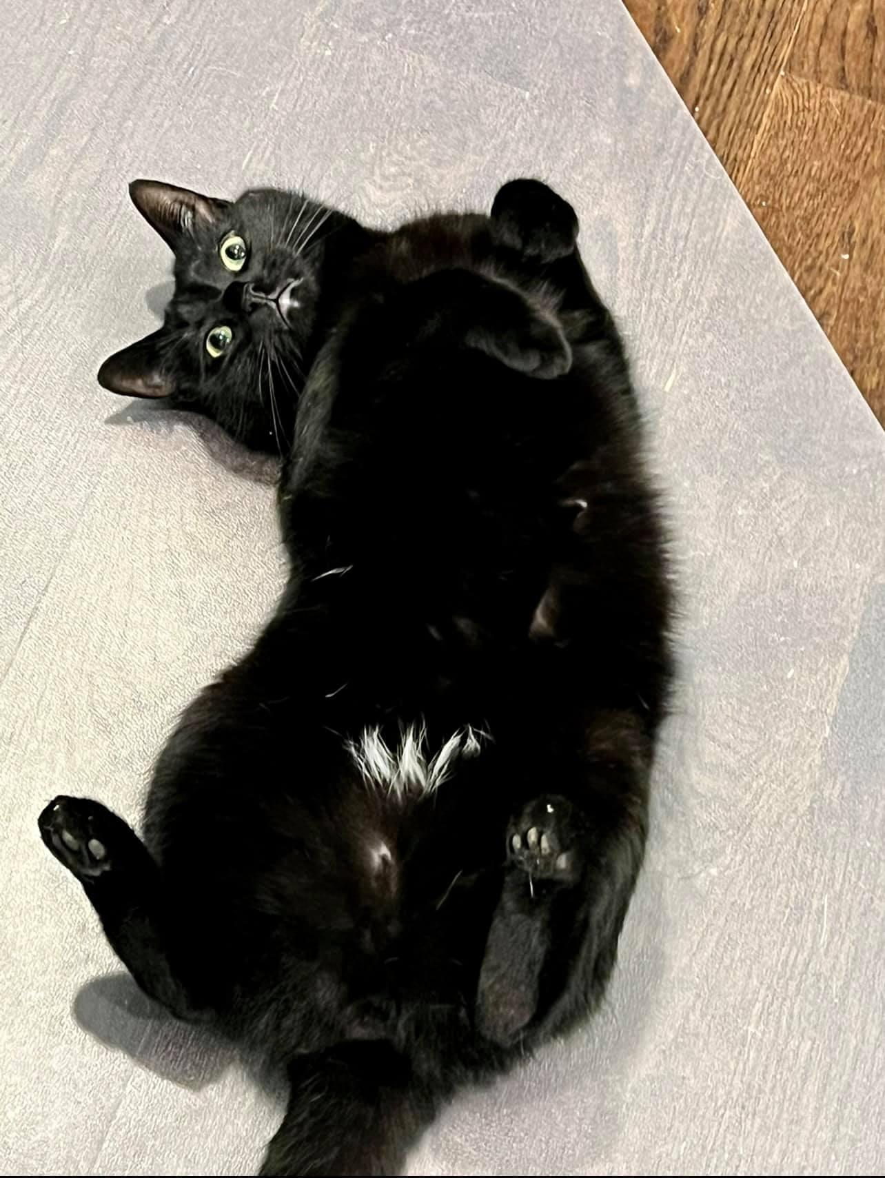 Lemon Meringue Pie, a Adoptable Domestic Short Hair image 2/3