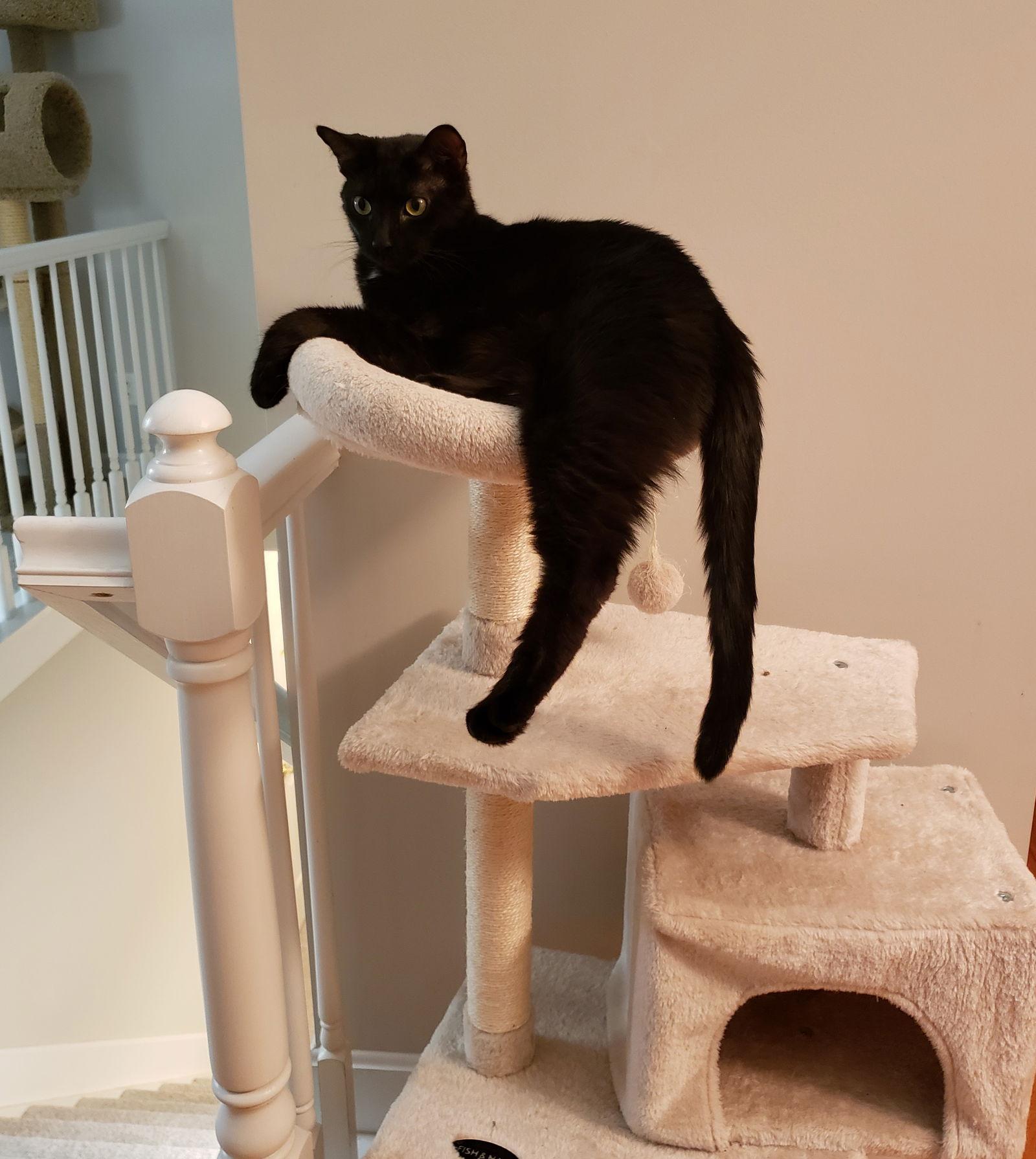 Lemon Meringue Pie, a Adoptable Domestic Short Hair image 3/3