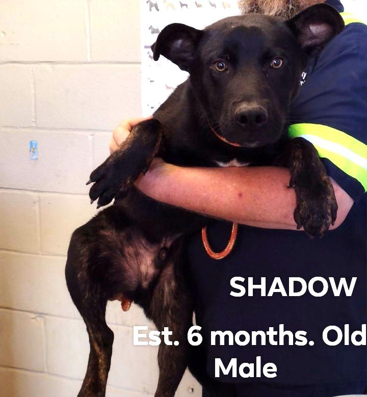 Enlarge Shadow 6 Month Old German Shep mix in Kill shelter. Can you Foster, an adopted mixed breed in Danbury, CT image 1/1