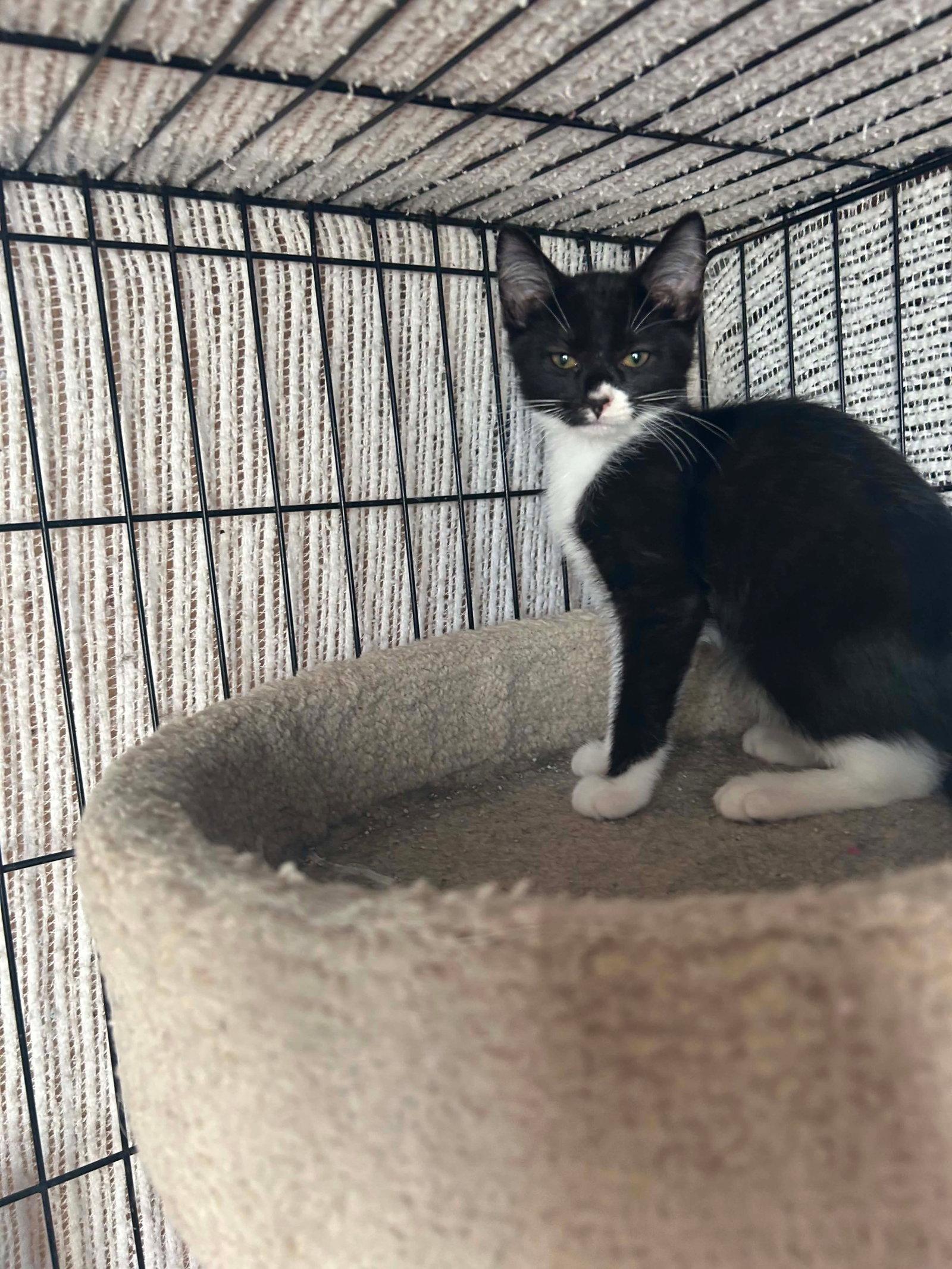 Max, Adoptable, Kitten Male Domestic Short Hair.