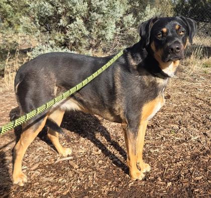 Riley, ADOPTABLE, Adult Female Labrador Retriever & Rottweiler.