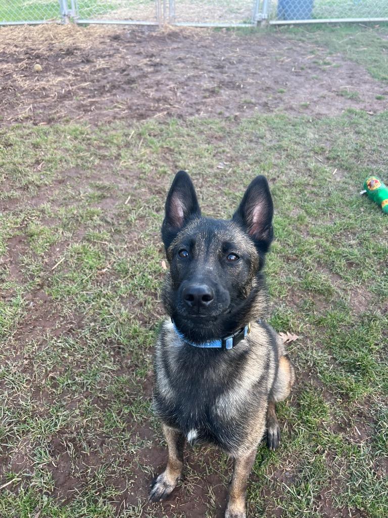 Enlarge Hannah, a Adoptable Dutch Shepherd in Meriden, CT image 1/6