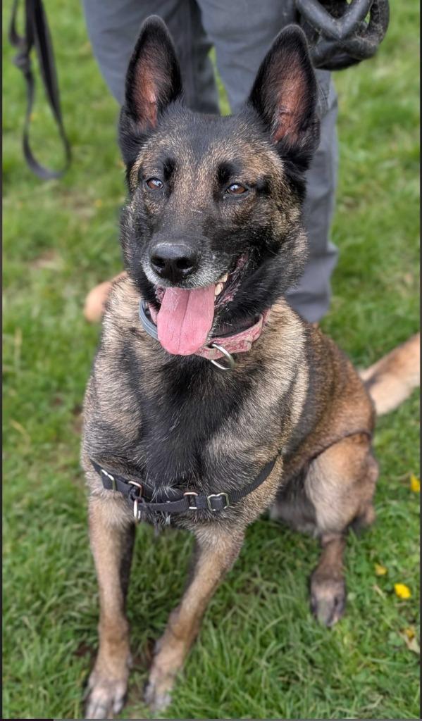Enlarge Hannah, a Adoptable Dutch Shepherd in Meriden, CT image 2/6