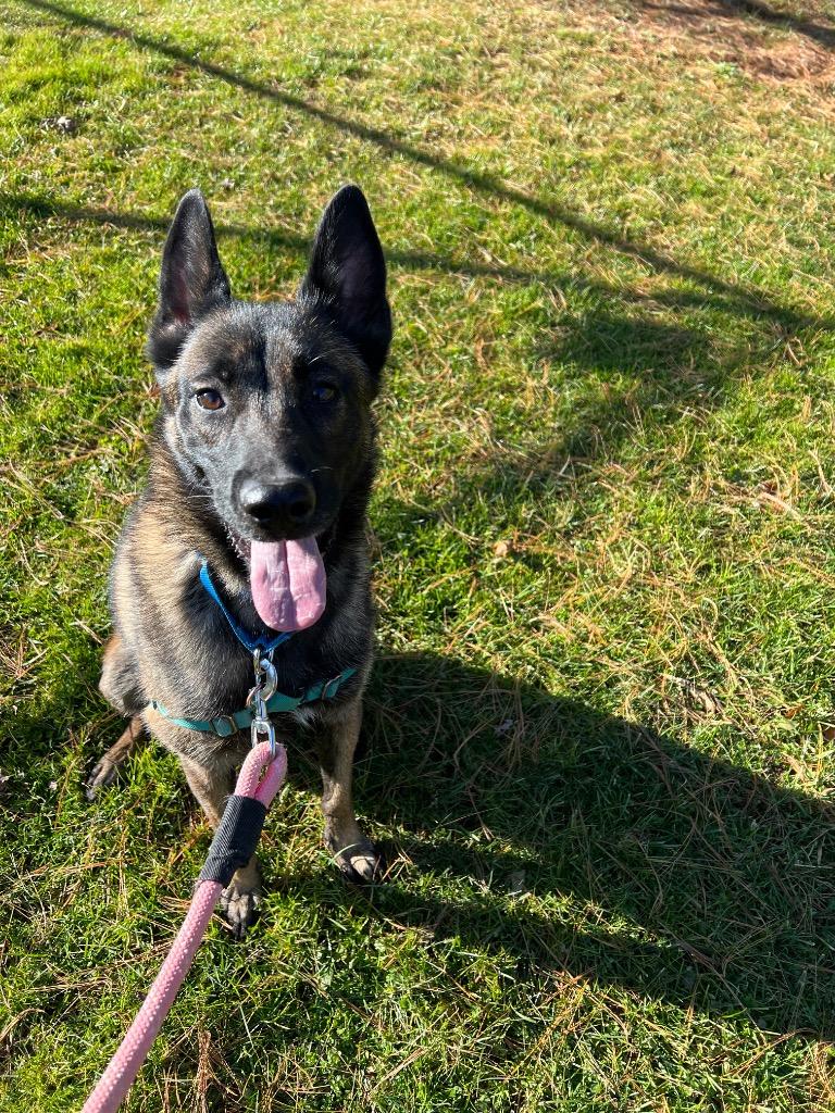 Enlarge Hannah, a Adoptable Dutch Shepherd in Meriden, CT image 3/6